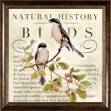 Natural History Birds Framed Art   